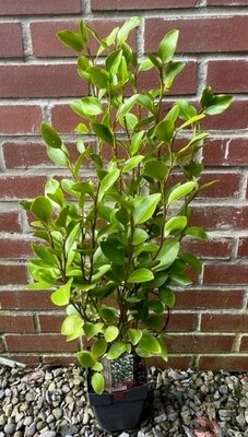 Griselinia Littoralis 2L