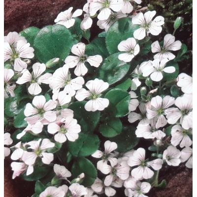 Gypsophyla Cerastoides Weiss-Lila 2L