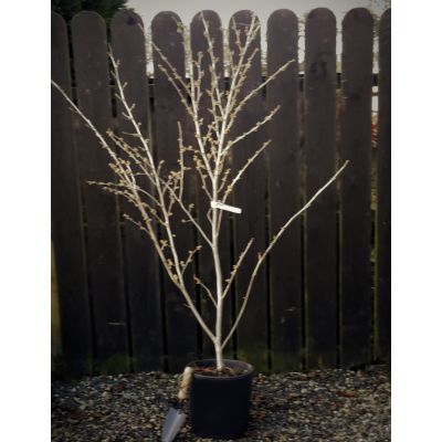 Hamamelis Mollis 15L (Witch Hazel)