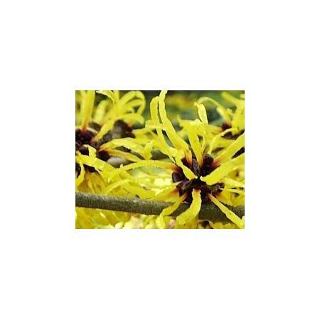 Hamamelis Mollis - 5L (Witch Hazel) - image 2