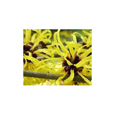 Hamamelis Mollis - 5L (Witch Hazel) - image 2