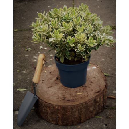 Hebe Addenda Variegated 2L