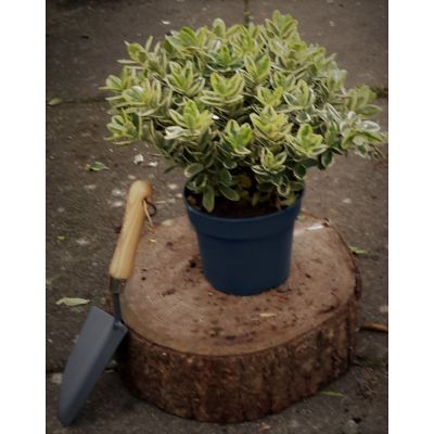 Hebe Addenda Variegated 2L