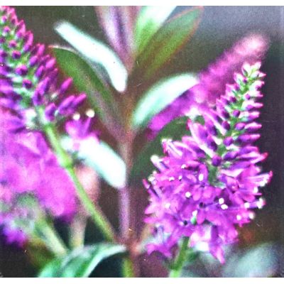 Hebe Black Beauty  2L