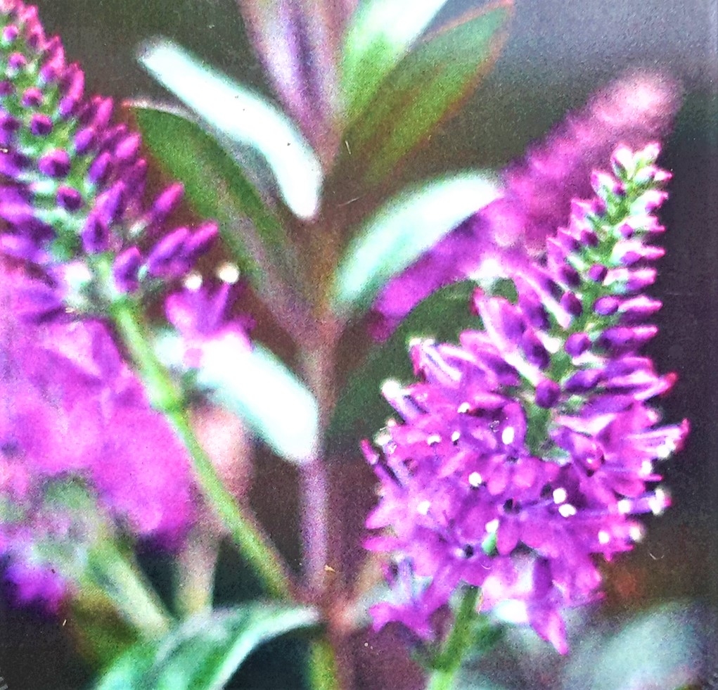 Hebe Black Beauty 2L Windlestone Nursery & Garden Centre in Ferryhill