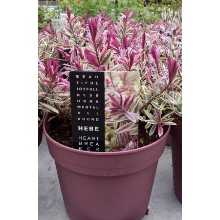 Hebe- HeartBreaker- 2L