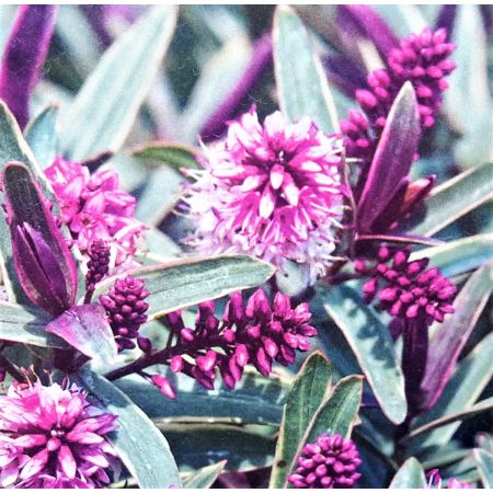 Hebe Marilyn Monroe  2L