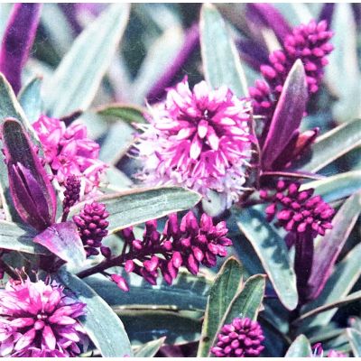 Hebe Marilyn Monroe  2L