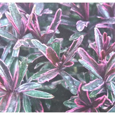 Hebe Sweet Dreams  2L