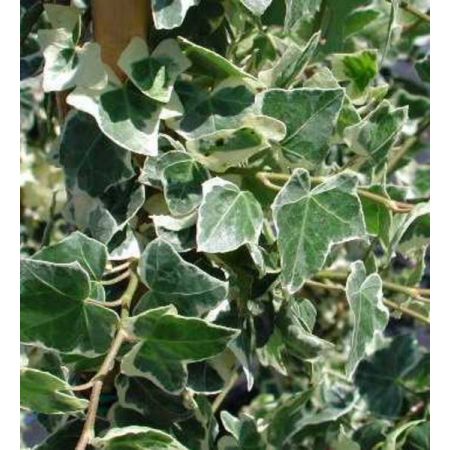 Hedera Elegantissima - image 1