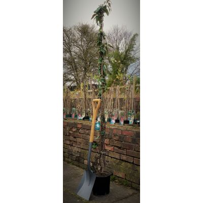 Hedera Elegantissima - image 2