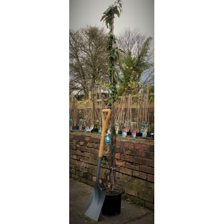 Hedera Gloire de Marengo - image 2