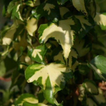Hedera Goldheart