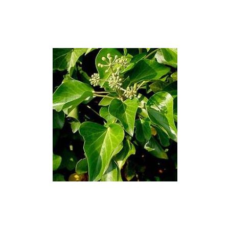 Hedera Hibernica - 50cm - 2L