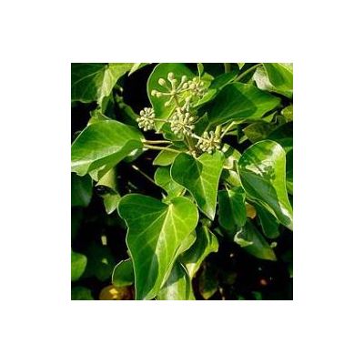 Hedera Hibernica - 50cm - 2L