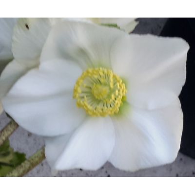 Heleborus Niger 1L (Christmas Rose) - image 2