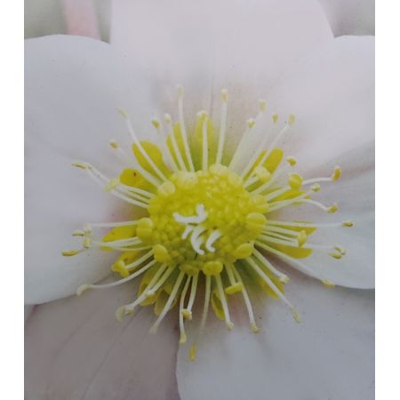 Heleborus Niger 1L (Christmas Rose) - image 1