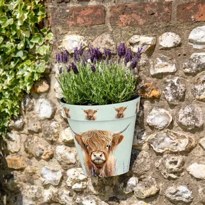 Highland cow Wall Pots