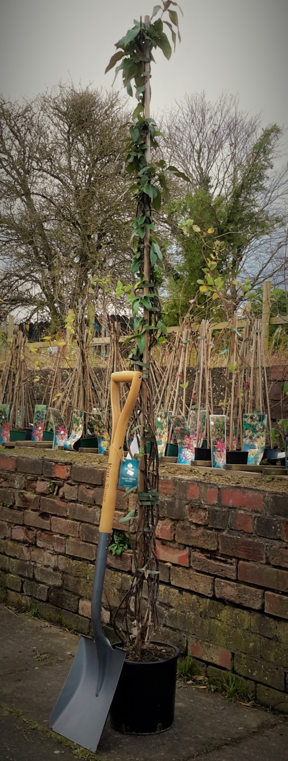 Holboellia Latifolia Windlestone Nursery & Garden Centre in Ferryhill