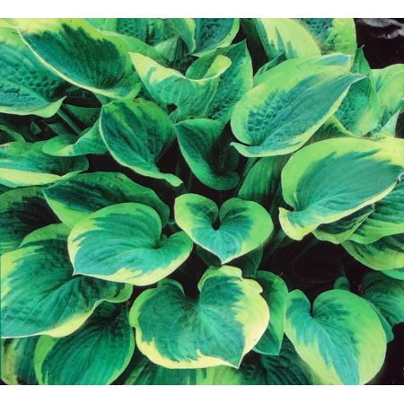 Hosta Wide Brim 1L
