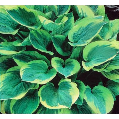 Hosta Wide Brim 1L