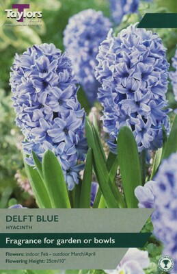 Hyacinth Delft Blue