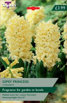 Hyacinth Gipsy Princess
