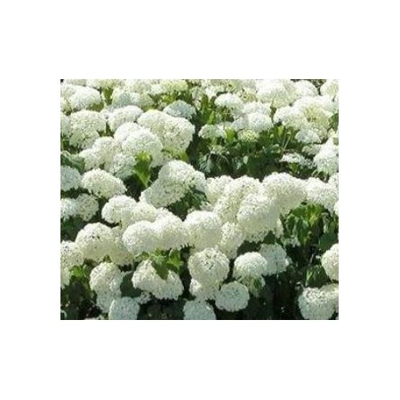 Hydrangea Arborescens Annabelle