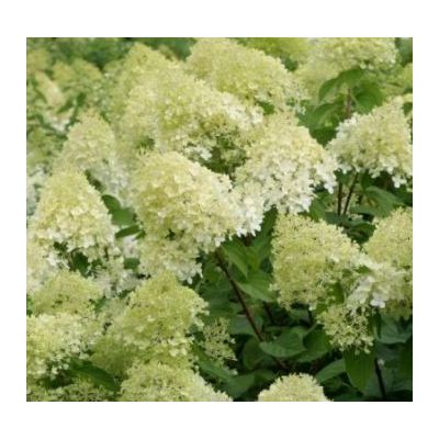 Hydrangea Paniculata Limelight®