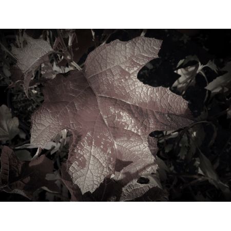 Hydrangea Quercifolia Ice Crystal - 9L (Oak-leaved Hydrangea)