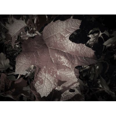 Hydrangea Quercifolia Ice Crystal - 9L (Oak-leaved Hydrangea)