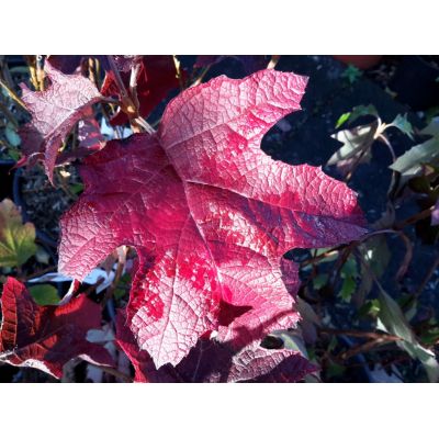 Hydrangea Quercifolia Ruby Slippers - 9L (Oak-leaved Hydrangea)