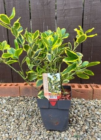 Ilex altaclerensis Golden King - 2L