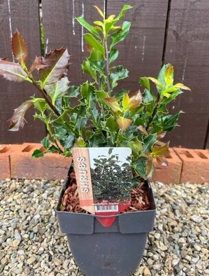 Ilex aquifolium Alaska - 2L