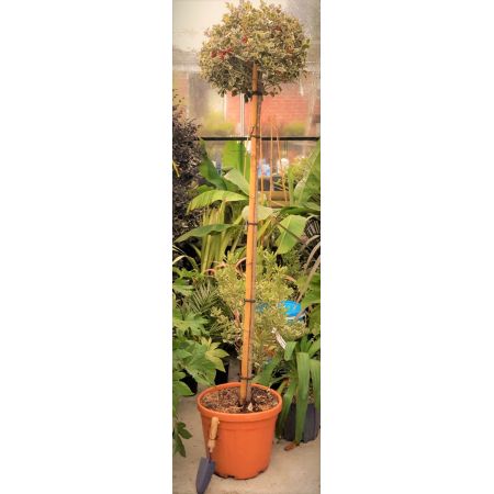 Ilex Aquifolium Argentea Marginata - 3/4 Std.