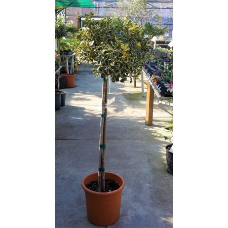 Ilex Aquifolium Argenteomarginata - 1/2 Std - 0.8m