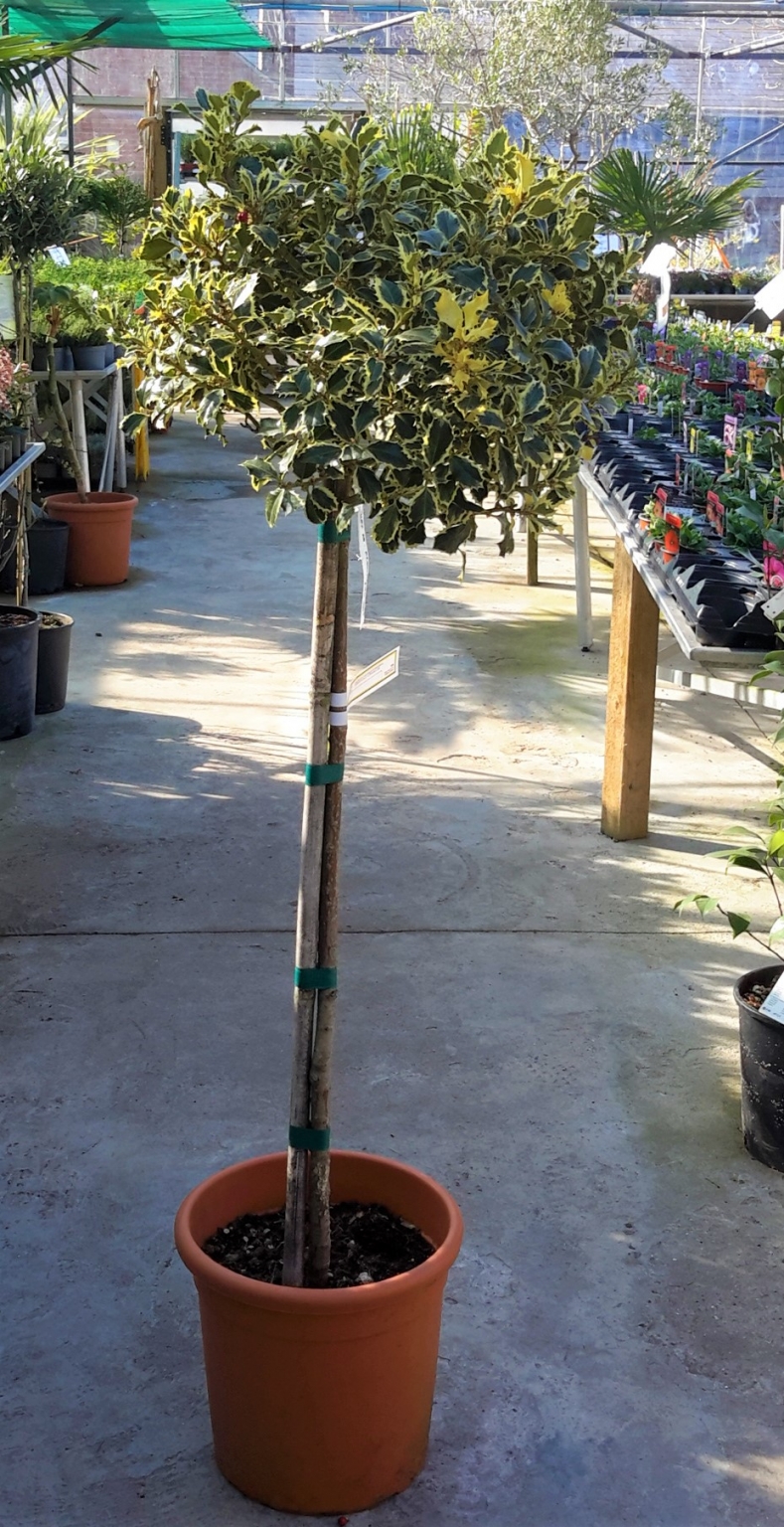 Ilex Aquifolium Argenteomarginata 1/2 Std 0.8m Windlestone