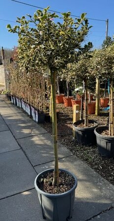 Ilex Aquifolium Argenteomarginata - 1/2 Std 15L
