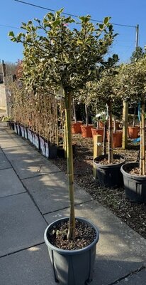 Ilex Aquifolium Argenteomarginata - 1/2 Std 15L
