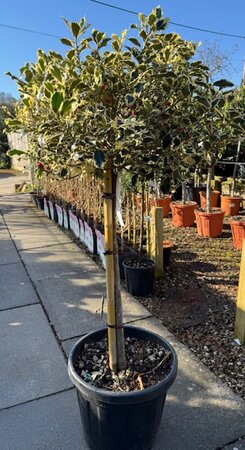 Ilex Aquifolium Argenteomarginata - 1/2 Std 18L