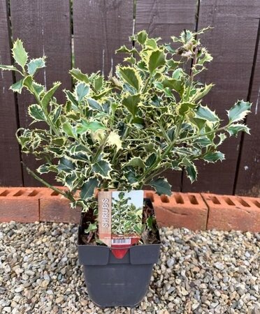Ilex Aquifolium Argenteomarginata - 2L