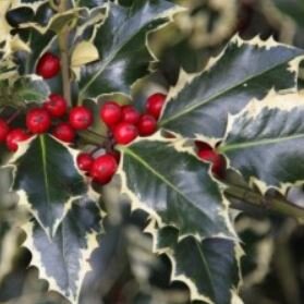Ilex Aquifolium Argenteomarginata - 9L - 0.6m
