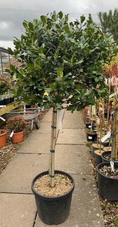 Ilex Aquifolium Nellie Stevens - 1/2 std 30L