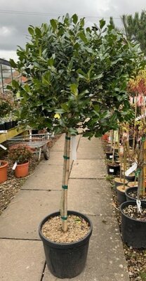 Ilex Aquifolium Nellie Stevens - 1/2 std 30L