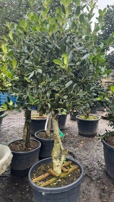 Ilex Aquifolium Nellie Stevens - 1/2 std 90L