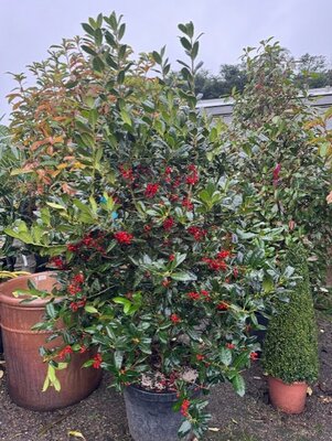 Ilex Aquifolium Nellie Stevens 50L