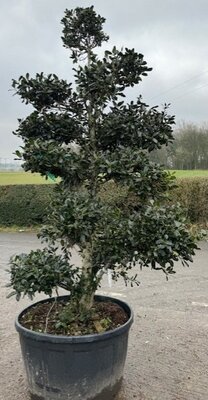 Ilex Aquifolium Nellie Stevens - Pom Pom Bonsai 290L