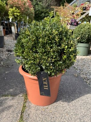 Ilex Crenata - Ball - 15L - 40cm