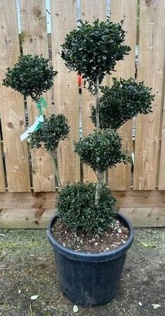 Ilex Crenata Bonsai 35L