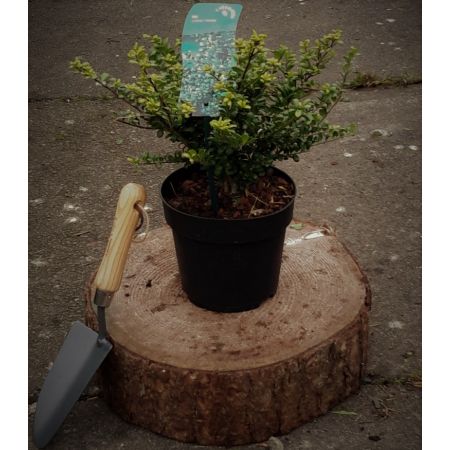 Ilex Crenata Convexa 2L